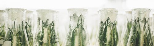 Micro-propagation is the practice of multiplying or regenerating plant material by taking samples of plant tissue and growing them in a controlled environment. Consumers in this list are searching for equipment, tools and methods of Micro-propagation, and cultivating plant tissue into crops.